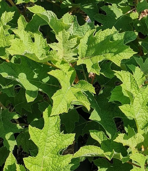 Hydrangea quercifolia 'Jetstream'